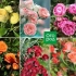 9 Úžasných odrôd rozprašovacích ruží pre stredný pás